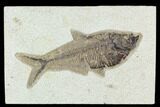 5.5" Fossil Fish (Diplomystus) - Green River Formation - #129572-1